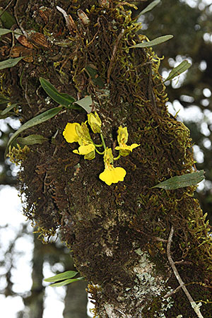 Oncidium concolor 2