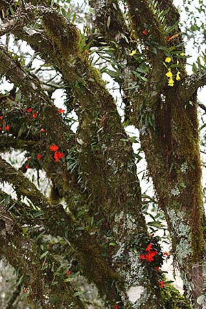 Sophronitis habitat 5