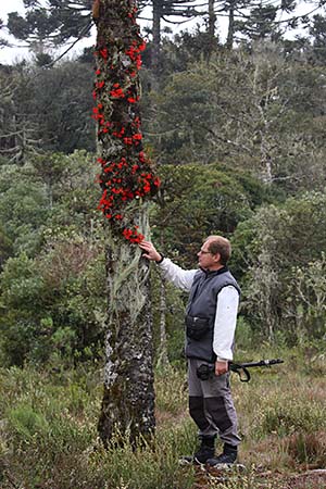 Sophronitis habitat 3
