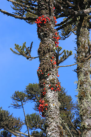 Sophronitis habitat 1