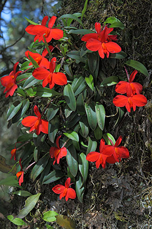 Sophronitis habitat 2