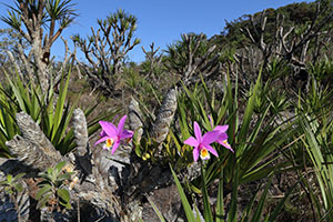 Laelia jongheana habitat