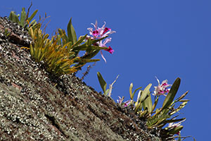 Laelia purpurata habitat
