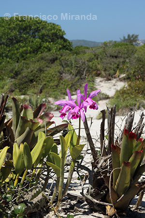 Habitat_Cattleya_intermedia_RJ