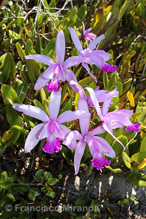 Habitat_Cattleya_intermedia_RJ