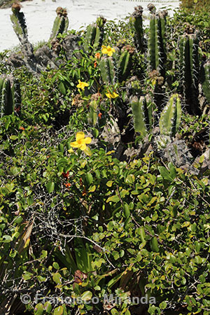 Habitat_Cattleya_intermedia_RJ