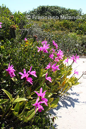 Habitat_Cattleya_intermedia_RJ