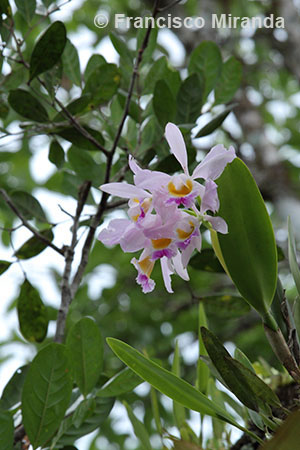 Cattleya eldorado