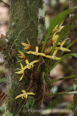 Maxillaria