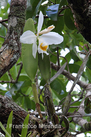 Cattleya eldorado alba
