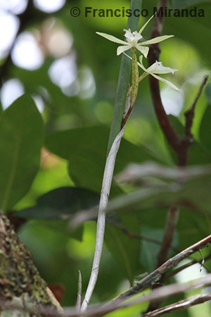 Brassavola martiana