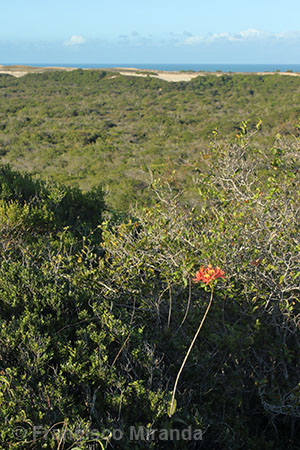 Epidendrum cinnabarinum habitat