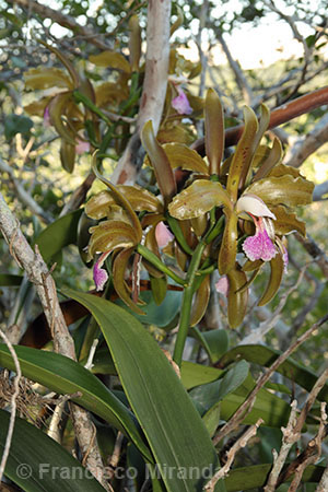 Cattleya granulosa habitat