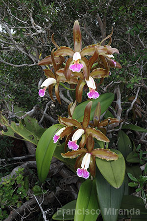 Cattleya granulosa habitat