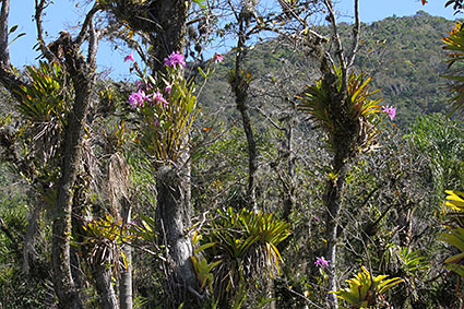 intermedia swamp habitat 1