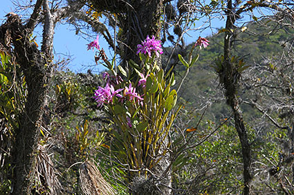 intermedia habitat swamp 2