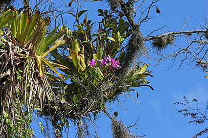 intermedia habitat swamp 3