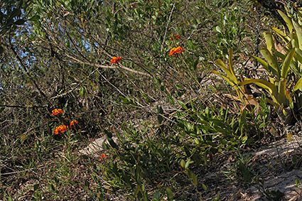 epidendrum habitat dunes 1