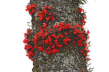 Sophronitis habitat 4