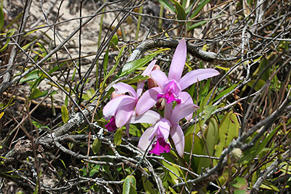 intermedia habitat dunes 2