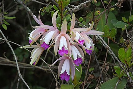 intermedia habitat dunes 3