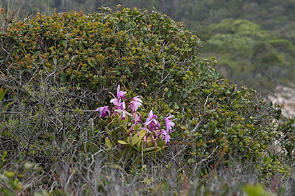 intermedia habitat dunes 1