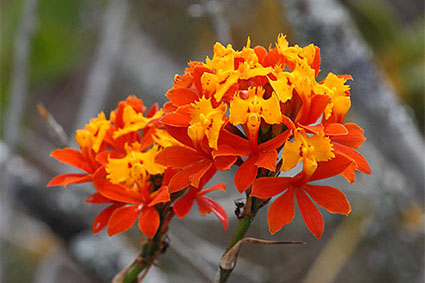 epidendrum habitat dunes 2