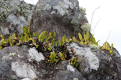 Bulbophyllum habitat