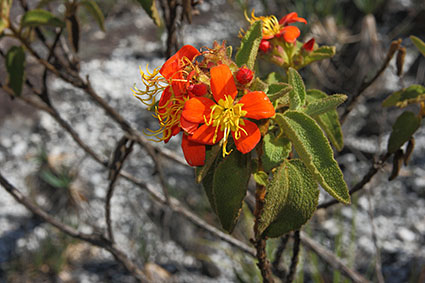 Melastomataceae habitat