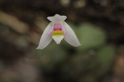 Constantia microscopica 2