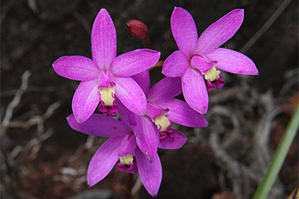 tereticaulis habitat 2