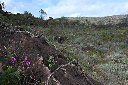 tereticaulis habitat 1