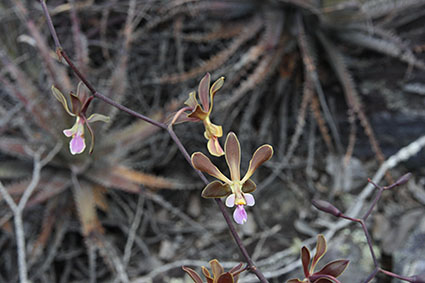 Encyclia diveenii habitat