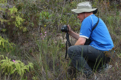 pfisteri habitat Stig