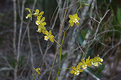 Encyclia alboxanthina