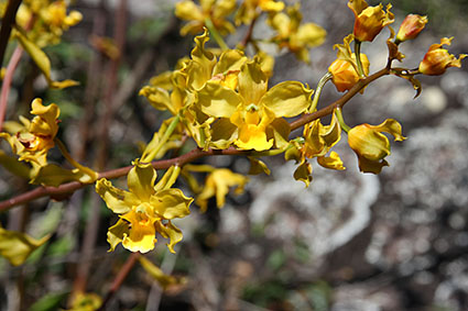 Cyrtopodium flavum