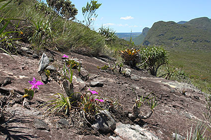 sincorana habitat 2