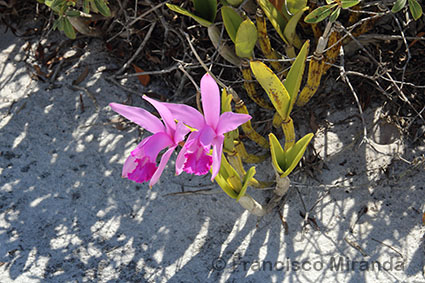 Habitat_Cattleya_intermedia_RJ