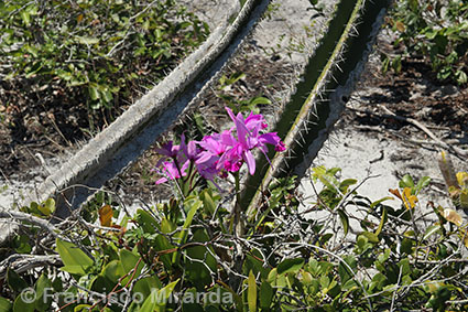 Habitat_Cattleya_intermedia_RJ