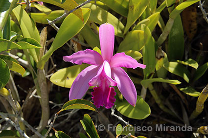 Habitat_Cattleya_intermedia_RJ