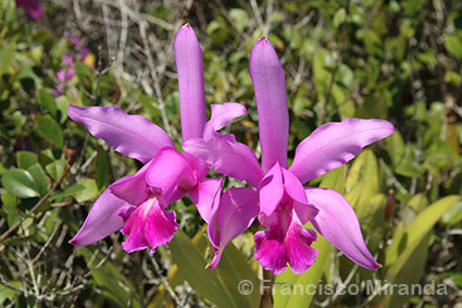 Habitat_Cattleya_intermedia_RJ