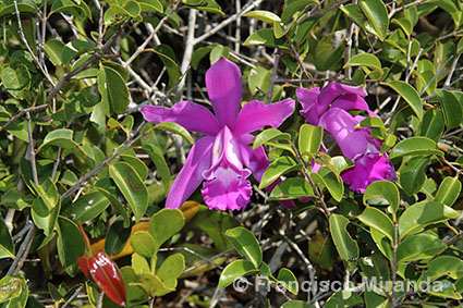 Habitat_Cattleya_intermedia_RJ