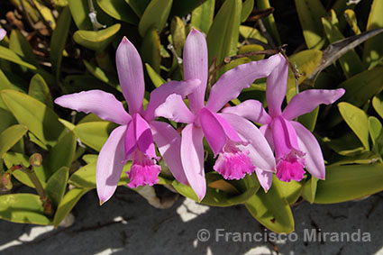 Habitat_Cattleya_intermedia_RJ