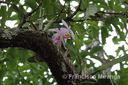 Cattleya eldorado