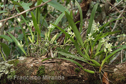 Encyclia fragrans