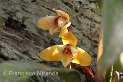 Maxillaria