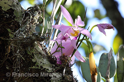Cattleya eldorado