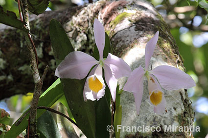 Cattleya eldorado