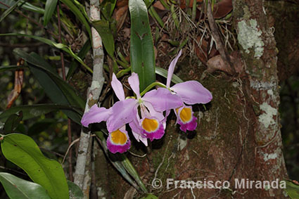 Cattleya eldorado