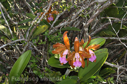 Cattleya granulosa habitat